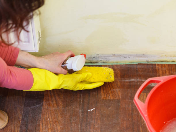 Why You Should Choose Our Mold Remediation Services in Parkwood, WA